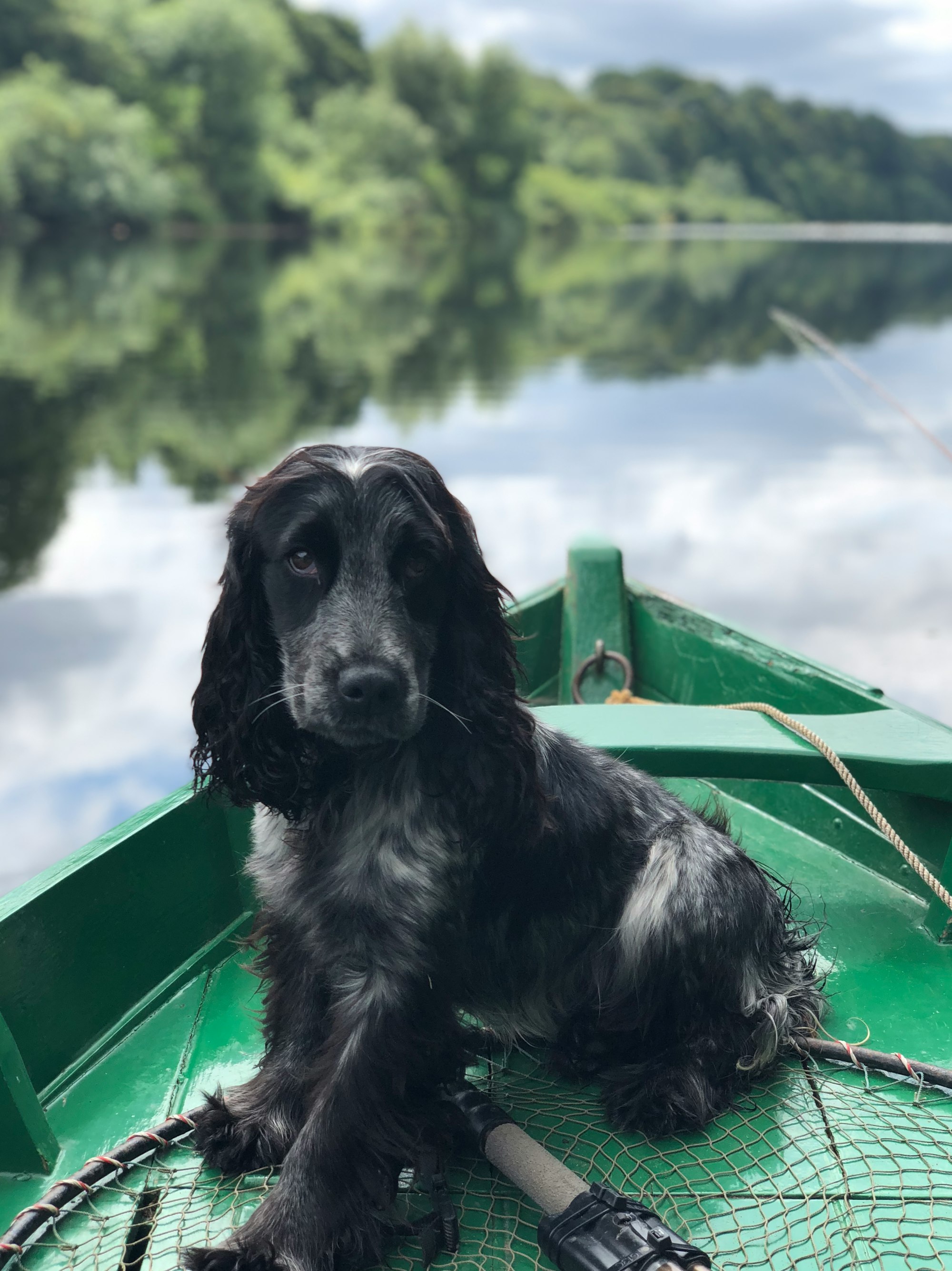 black dog sitting on boat on body of water