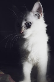A white kitten with striking blue eyes is partially illuminated against a dark background, emphasizing its fluffy fur and delicate whiskers.