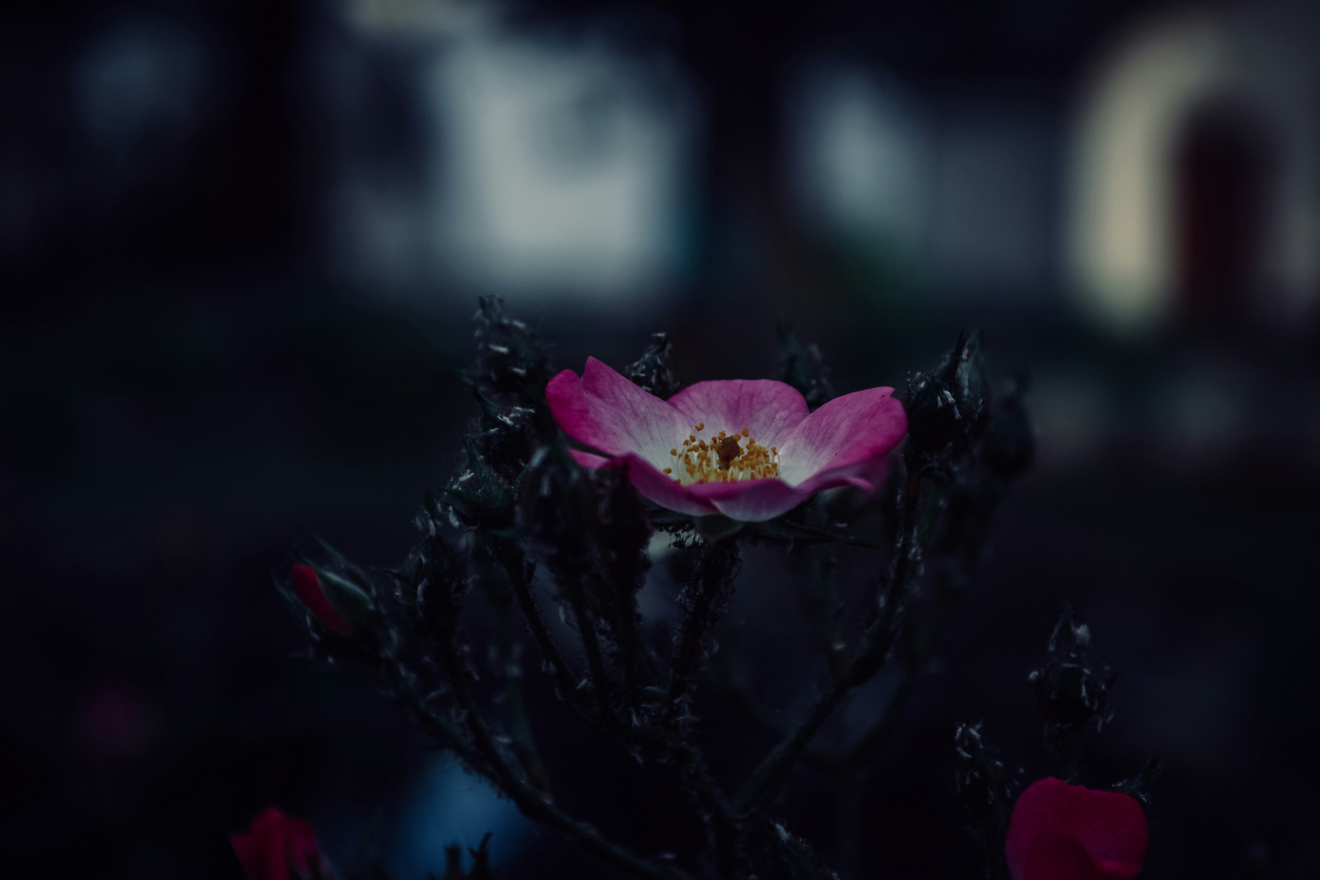 5 порад, щоб гарно сфотографувати квіти