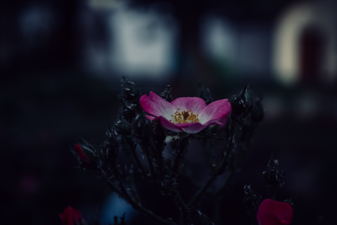 pink-and-white petaled flower