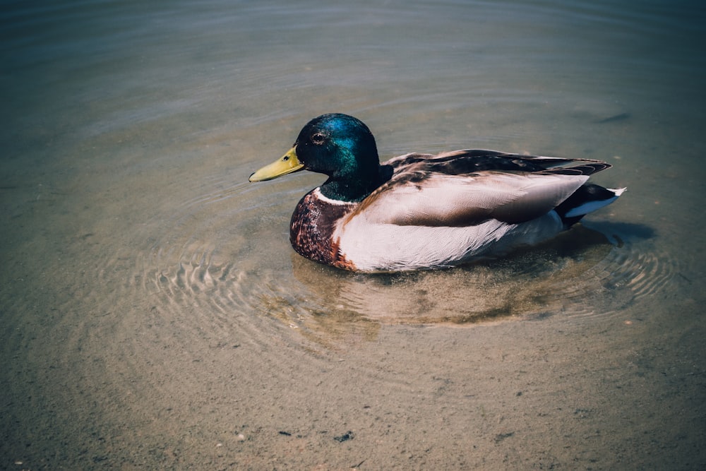 mallard duck on water