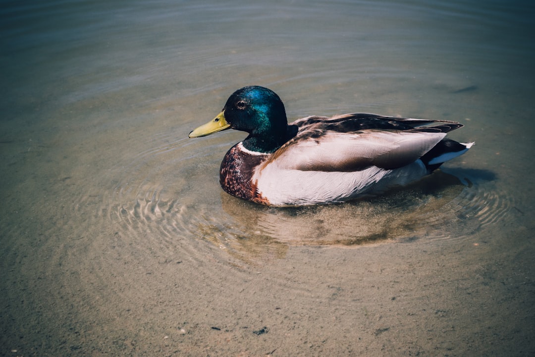 優雅的鴨子，下面打水的蹼可勤了。