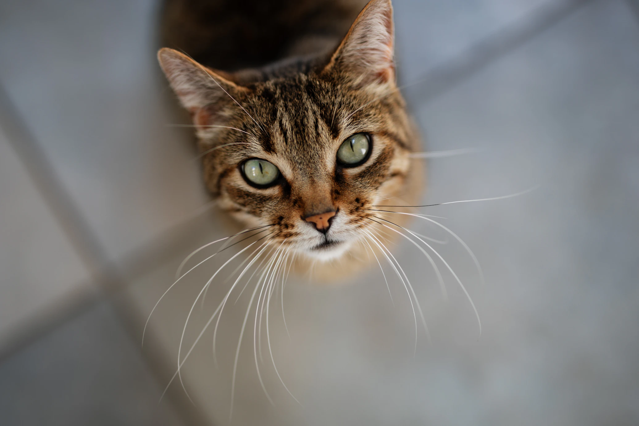 Green-eyed brown tabby cat looking up at the camera on a tiled floor