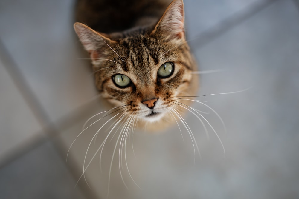 a close up of a cat on a tile floor