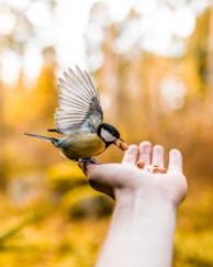 photo of brown and black bird on person palm eating a food