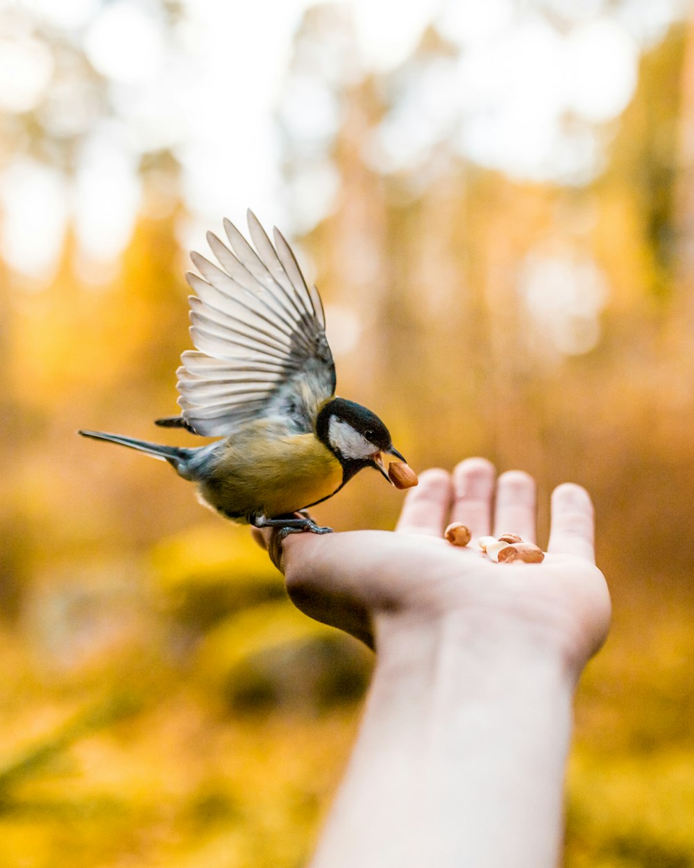 Foto del pájaro marrón y negro en la palma de la mano de la persona comiendo un alimento