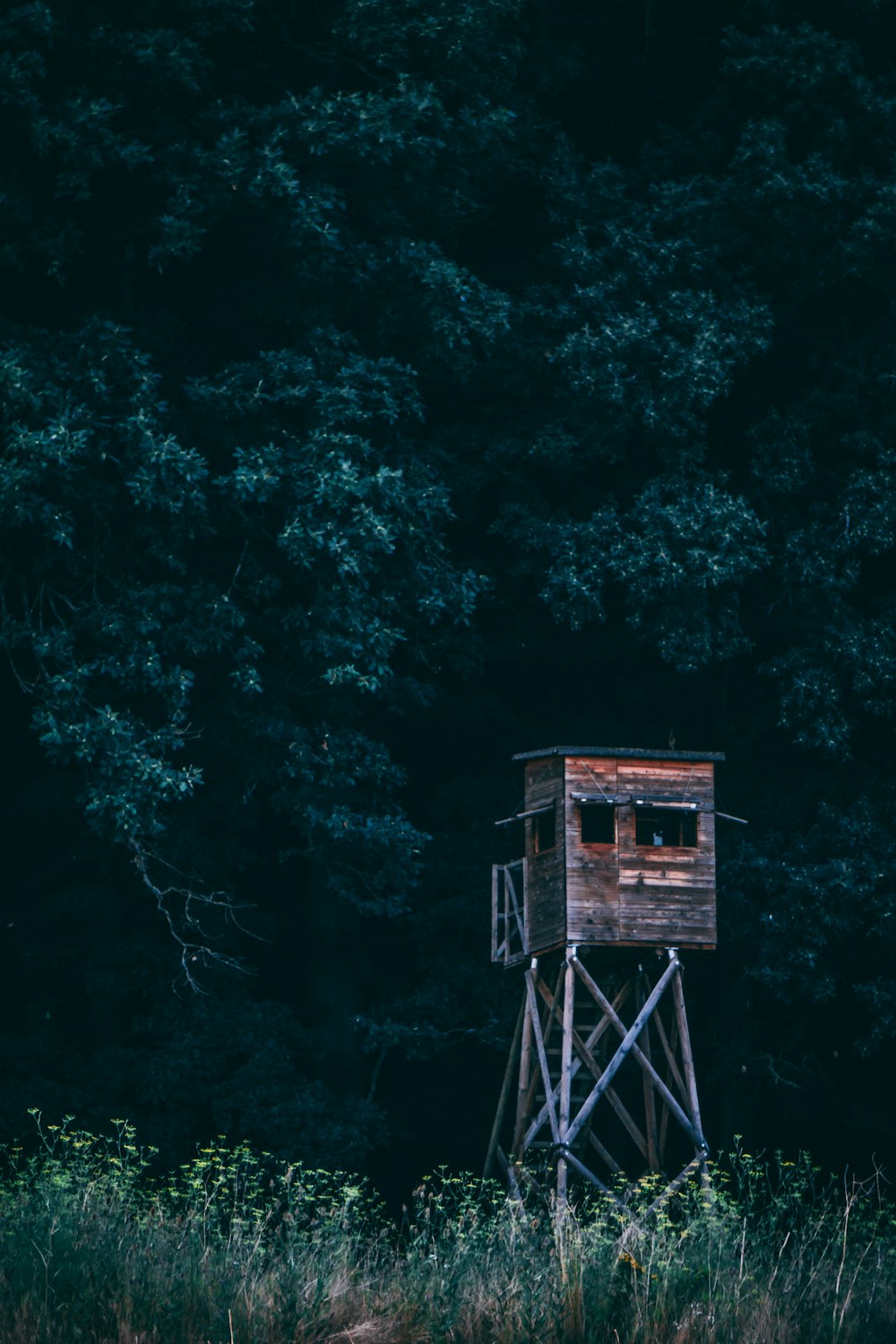 brown shed on forest