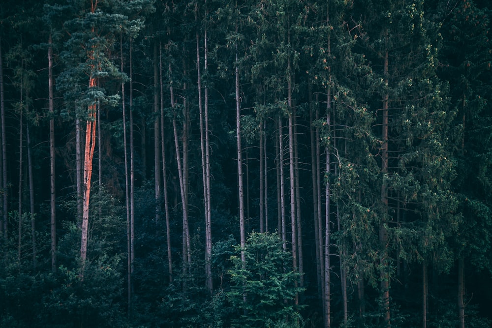 photo of green pine trees