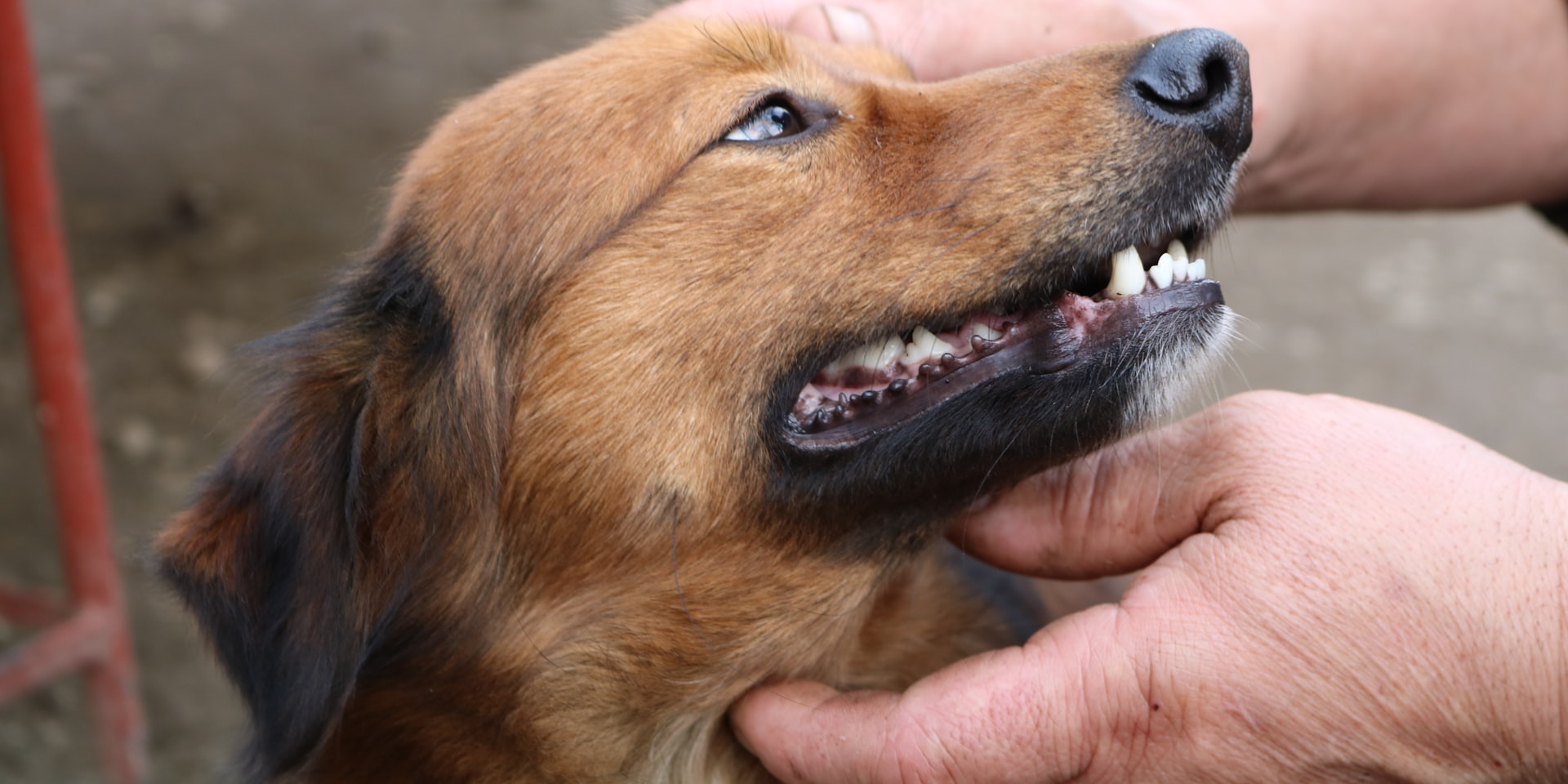 Cover Image for The Science Behind Your Dog's Dental Health