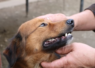 person holding dog