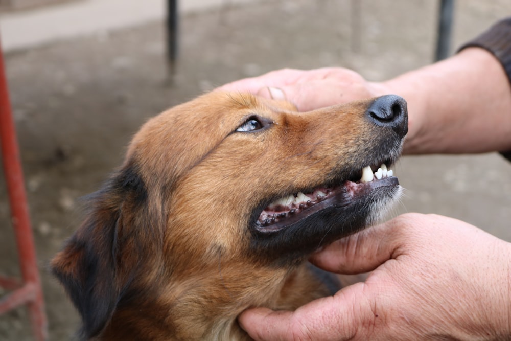 person holding dog