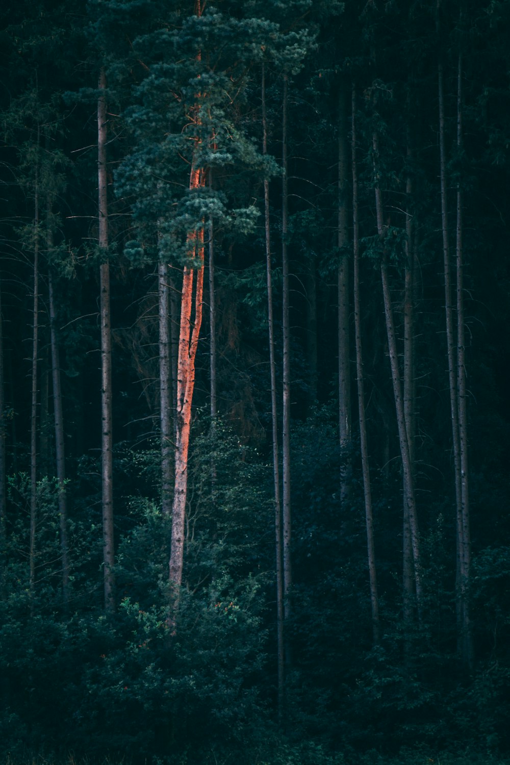 Fotografía de paisajes de árboles