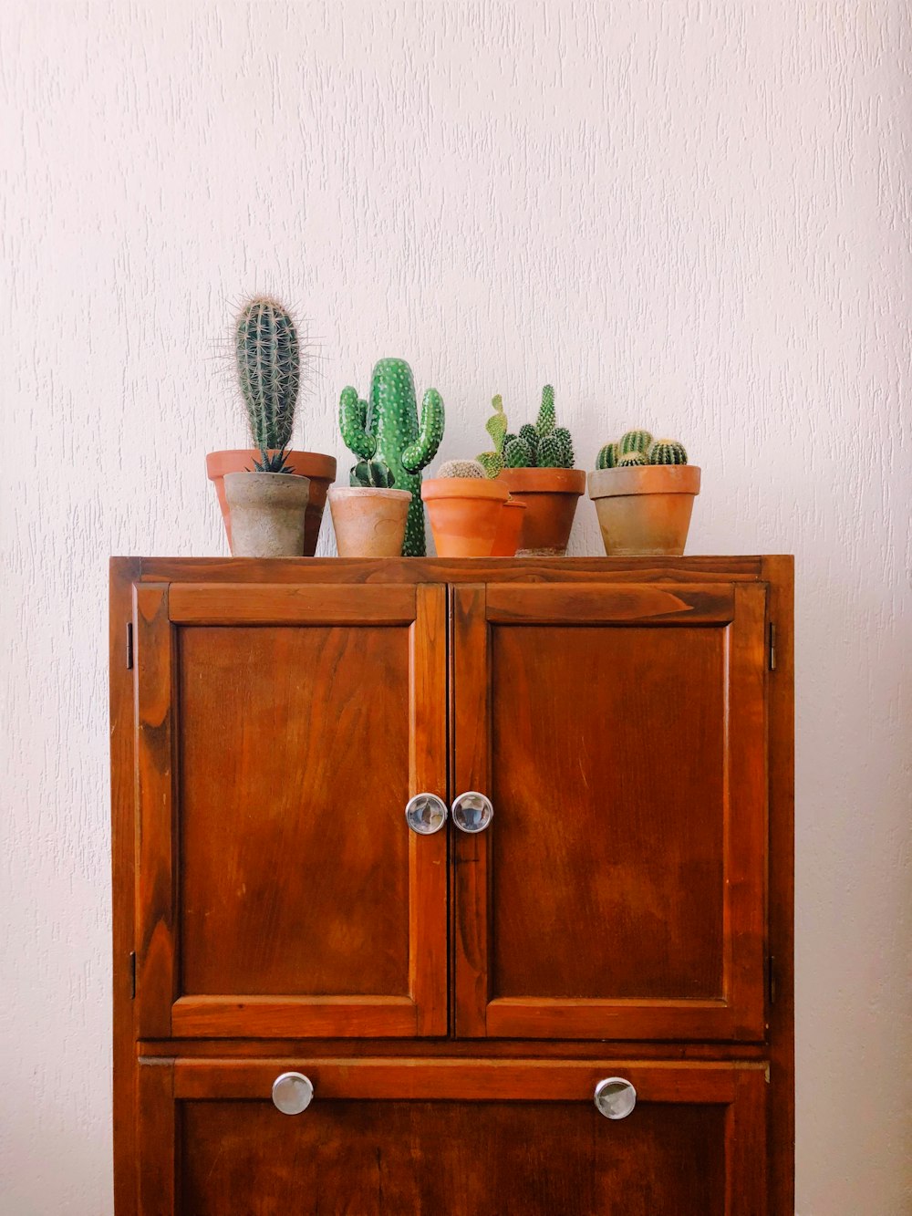 Planta de cactus verde en gabinete de madera marrón