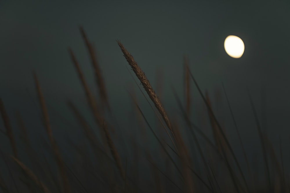 selective focus photograph of wheat