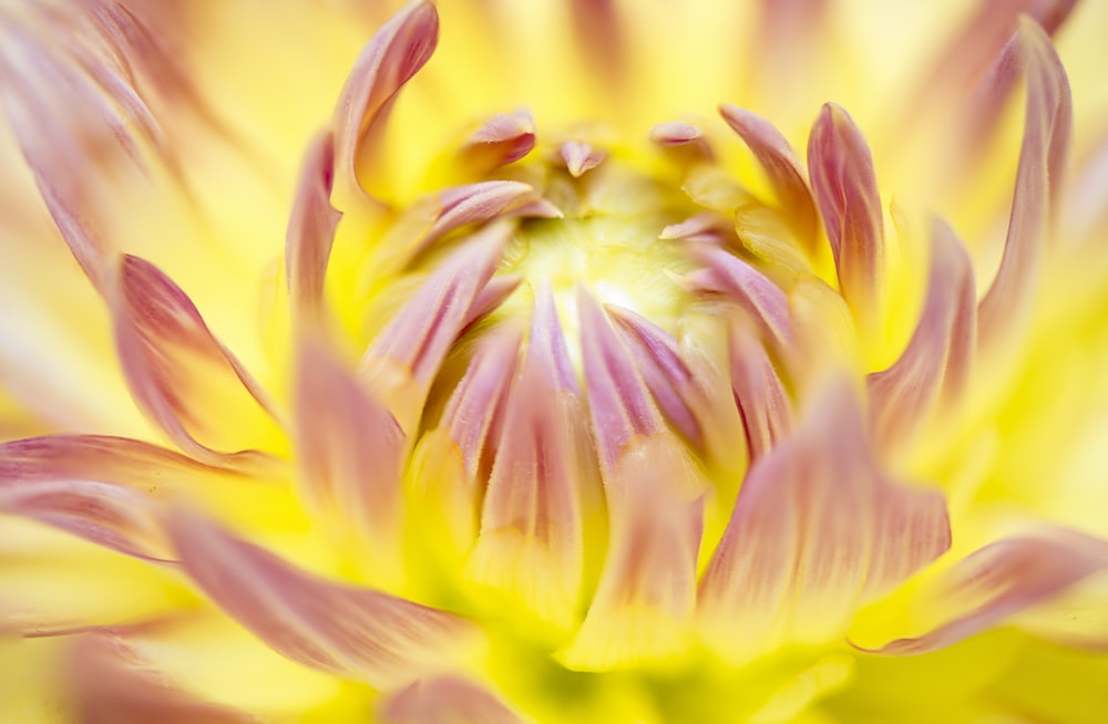 close-up photo of pink petaled flower