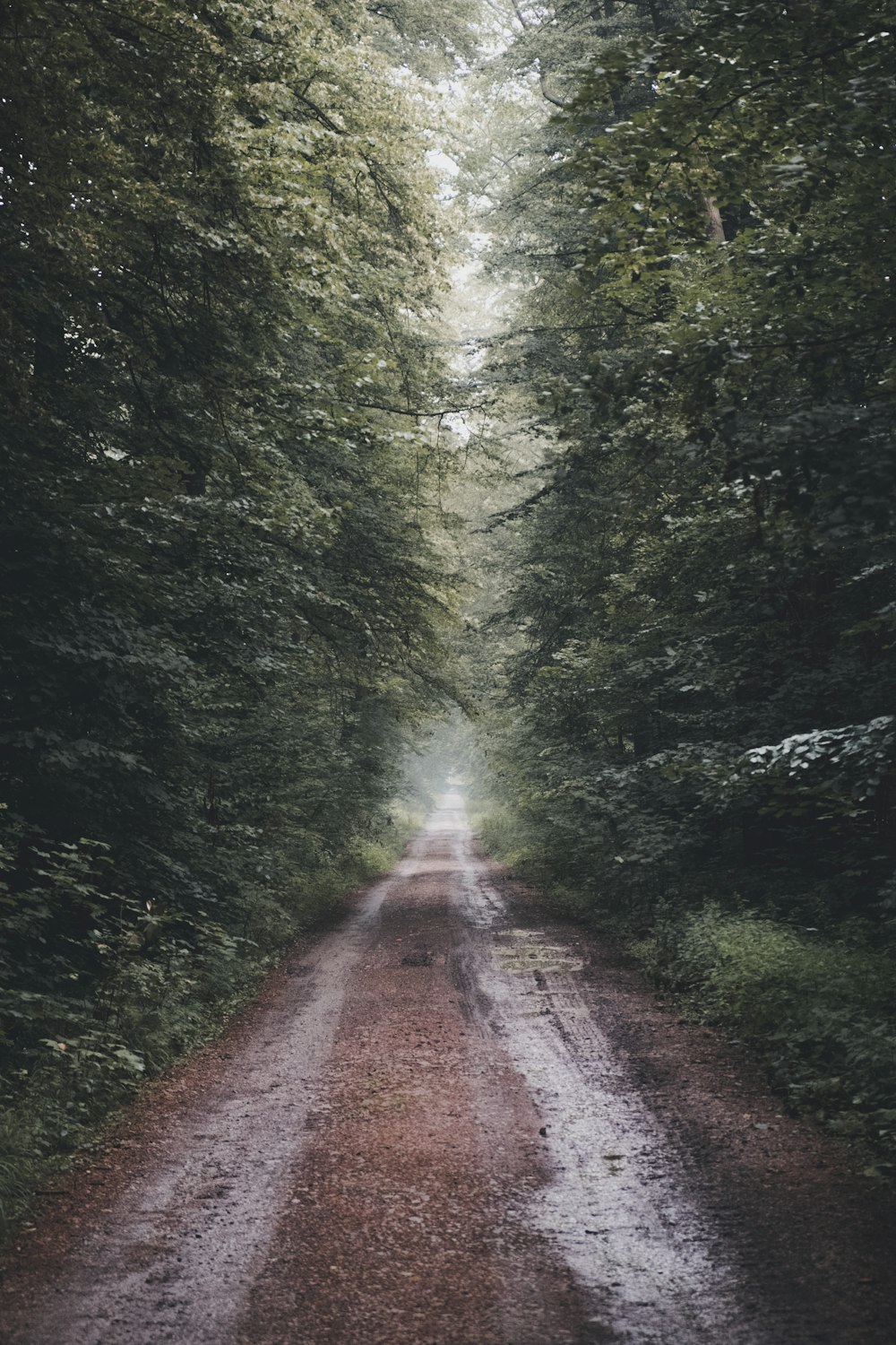 pathway in the middle of forest