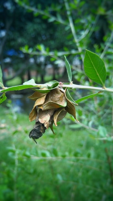A dried, curled leaf cocoon hanging from a green leafy branch, set against a soft-focus backdrop of lush greenery and blurred trees.