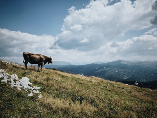 brown cow on grass field under cloudy sky in Bad Aussee Austria