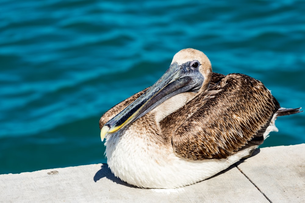 brown and white pelican sitting on concrete surface near body of water