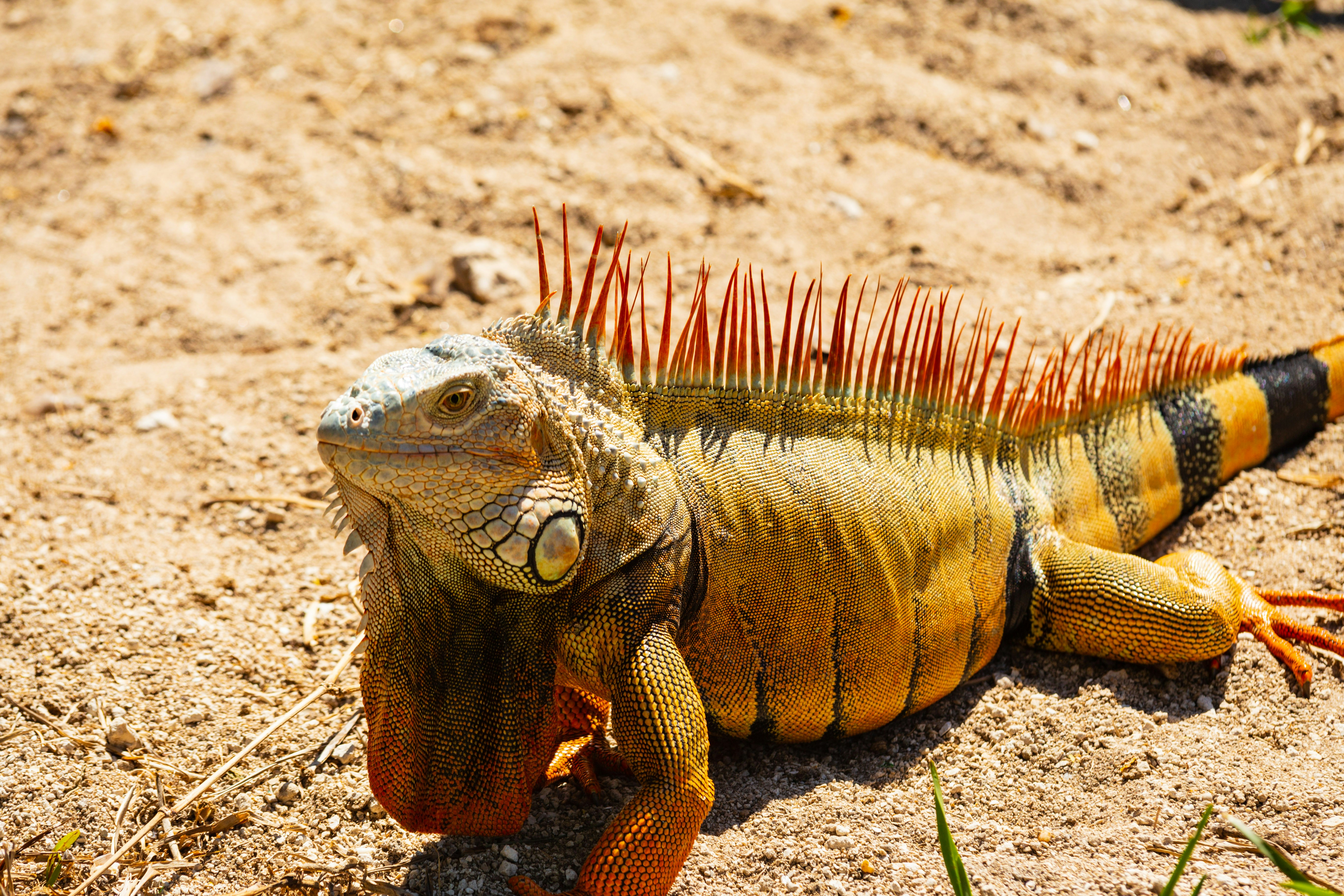 Photographie en gros plan d’iguane sur le sable