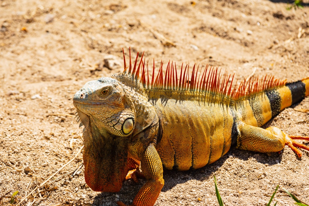 closeup photography of iguana on the sand