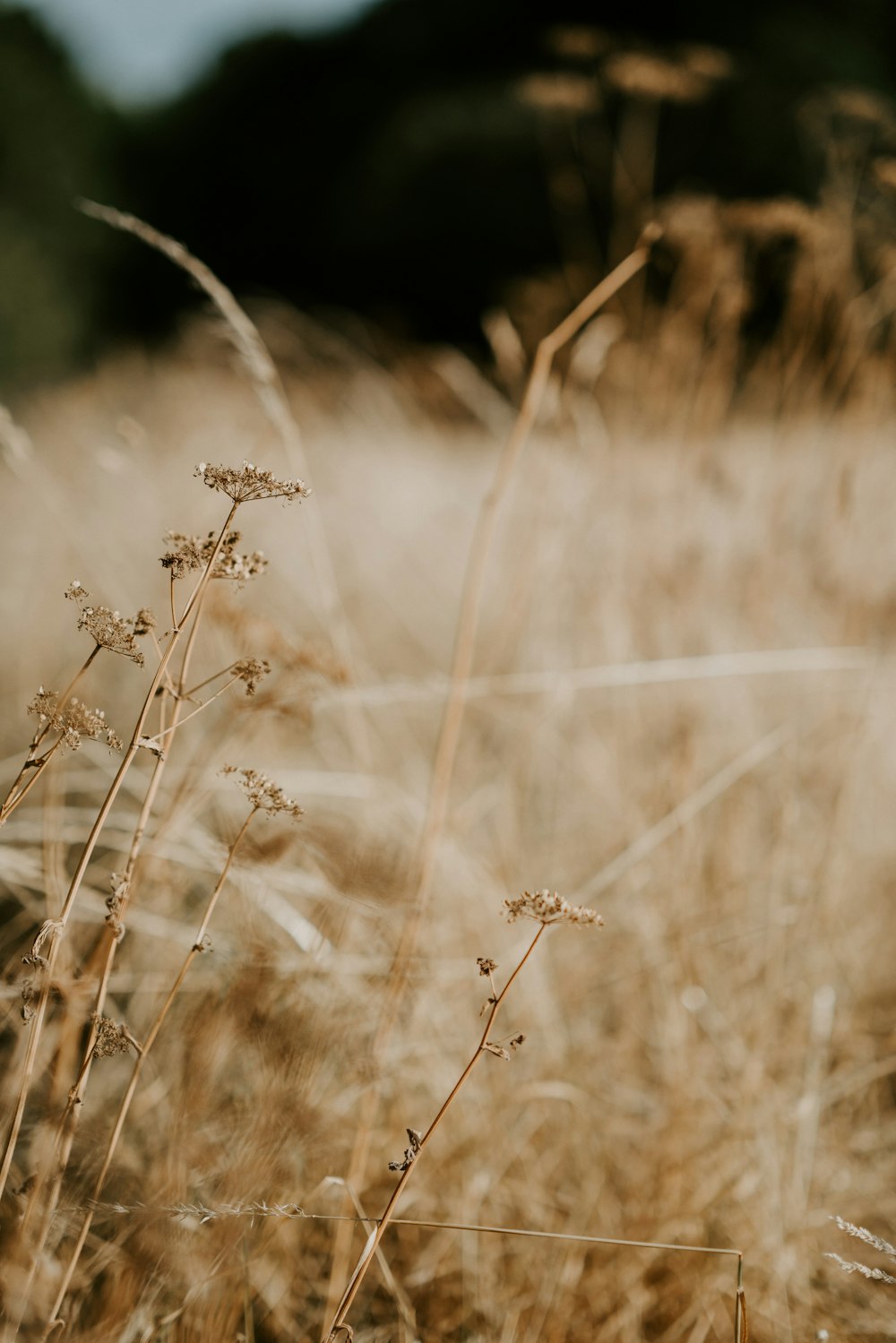 brown leafed plants during daytime