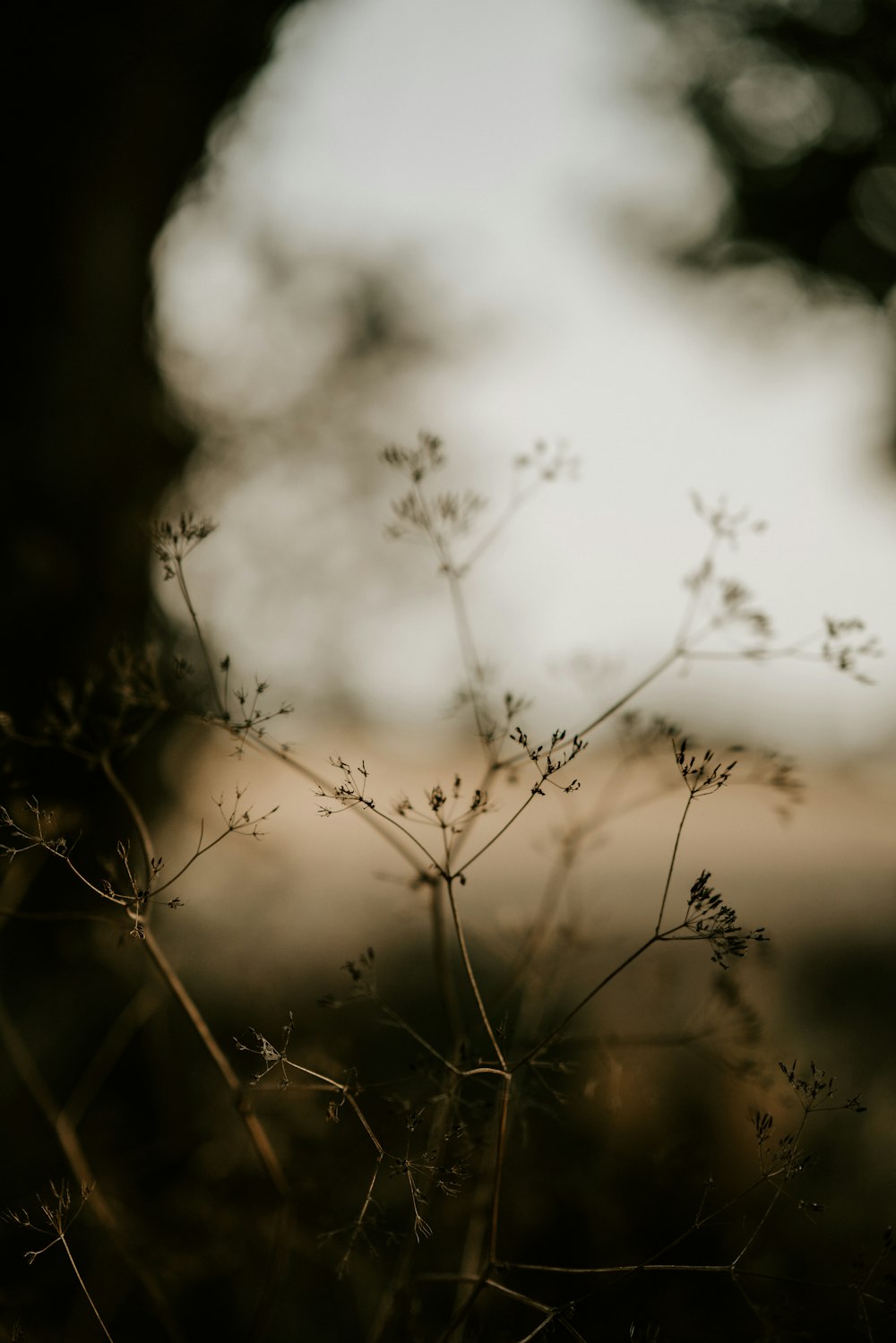 close up photography of green leaf