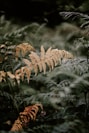 tilt shift lens photography of yellow and green plants