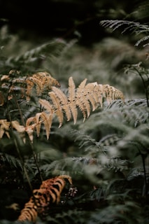 tilt shift lens photography of yellow and green plants