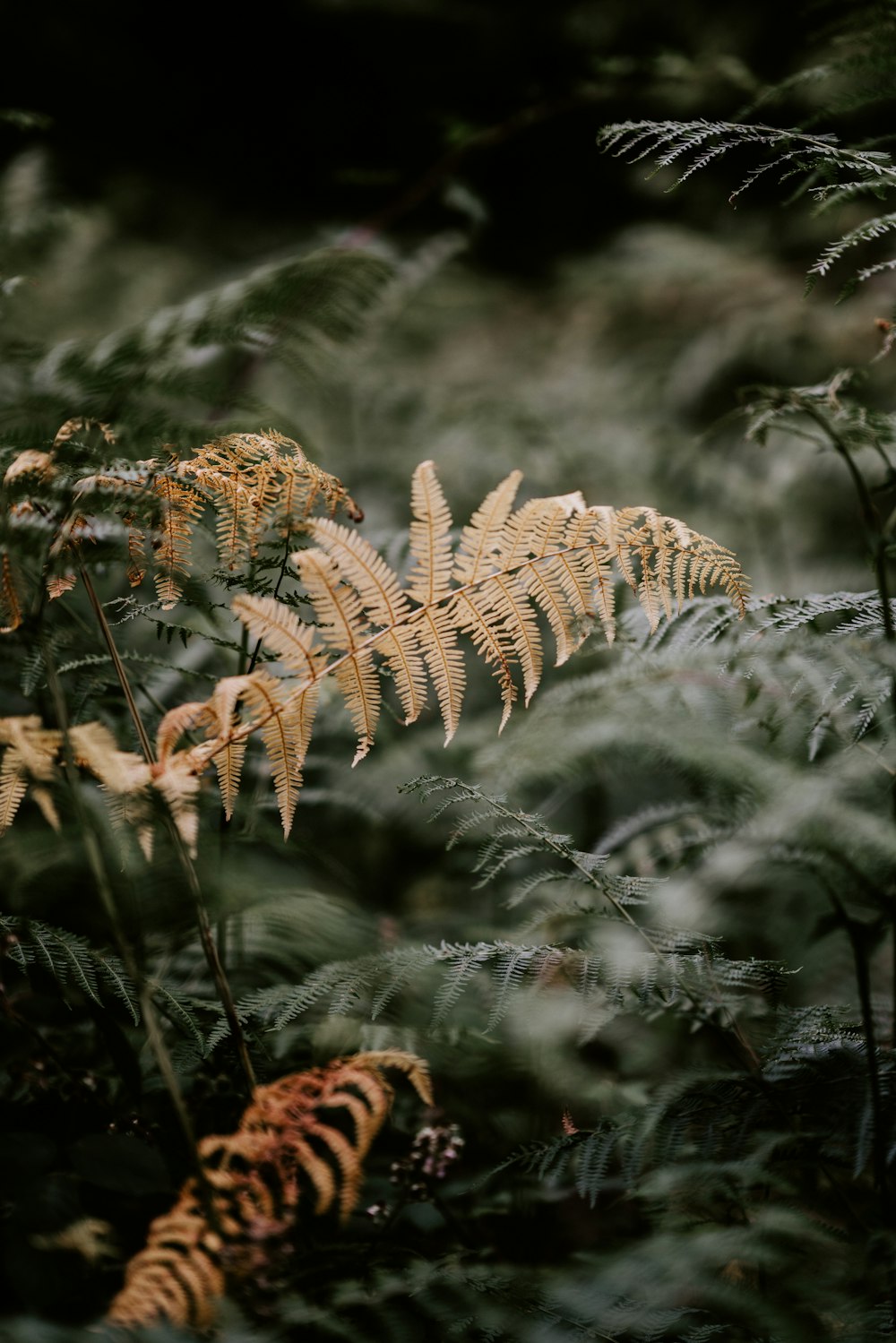 黄色と緑の植物のチルトシフトレンズ撮影