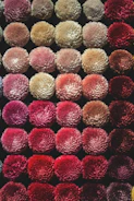 Bright pompoms arranged in a playful pattern on textile.