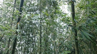 A dense cluster of tall bamboo stalks surrounded by lush green leaves. The bamboo creates a canopy-like effect, filtering light through the foliage.