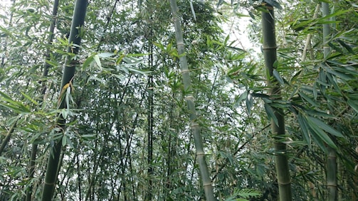 A dense cluster of tall bamboo stalks surrounded by lush green leaves. The bamboo creates a canopy-like effect, filtering light through the foliage.