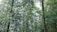 A dense cluster of tall bamboo stalks surrounded by lush green leaves. The bamboo creates a canopy-like effect, filtering light through the foliage.