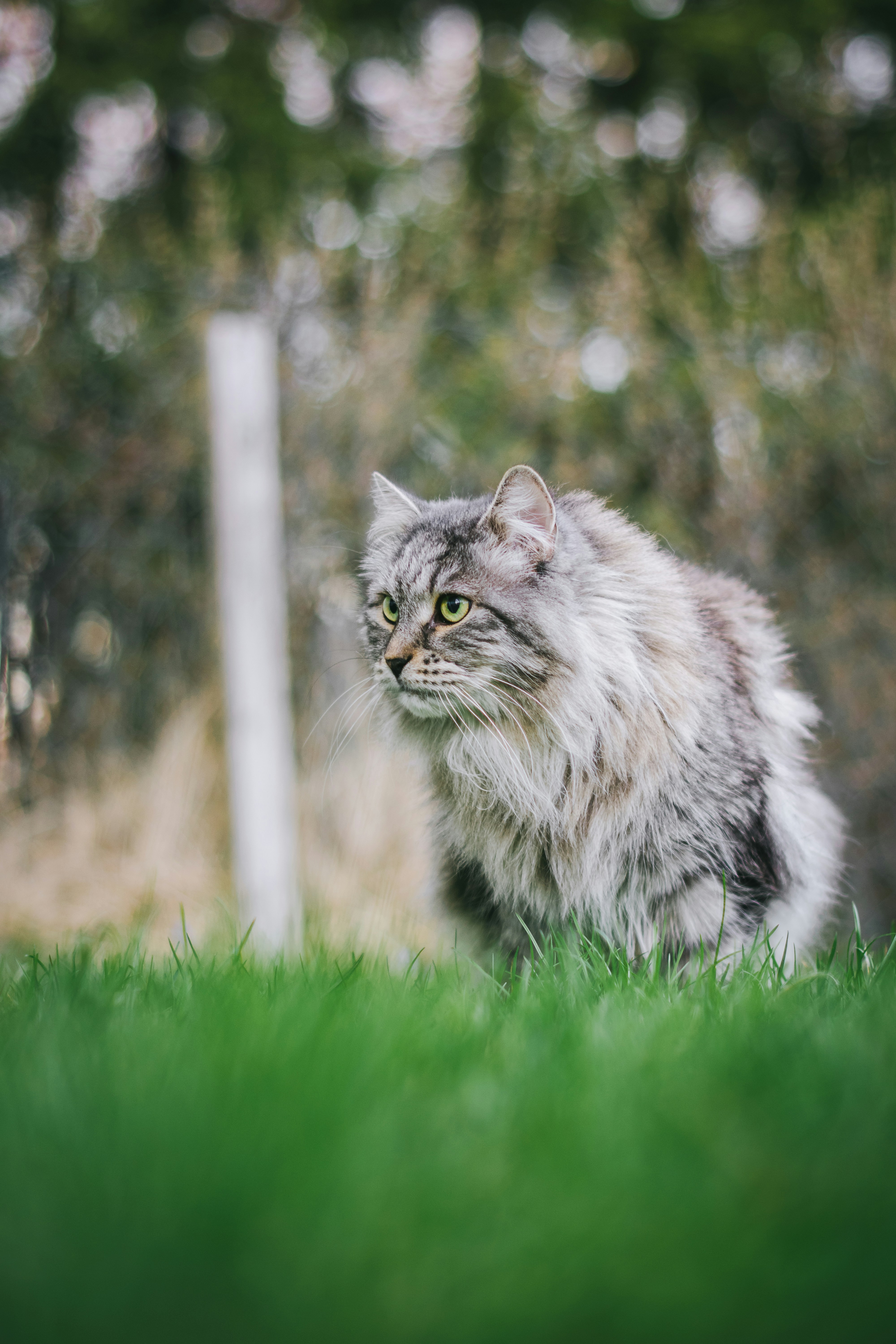 Nikon D3300 + Nikon AF-S Nikkor 50mm F1.4G sample photo. Long-haired gray cat on photography