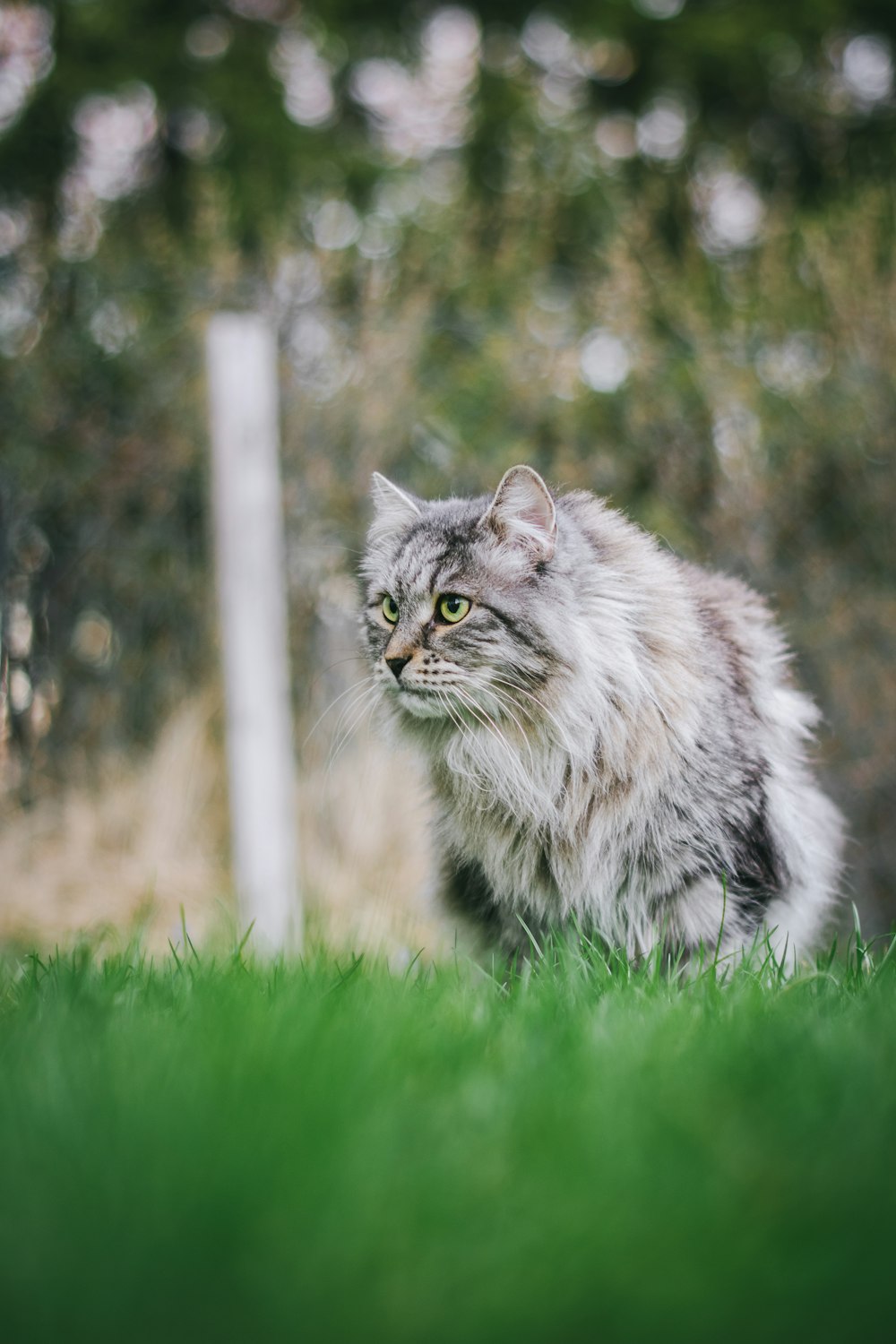 緑の芝生の上の長毛の灰色の猫