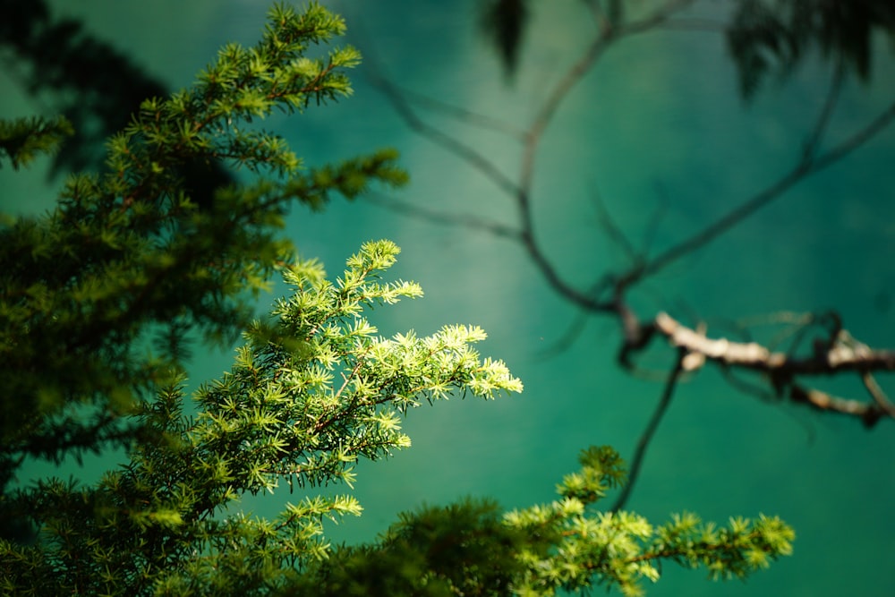 worm's eye view photo of trees