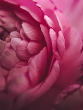 Flower petals representing weight management