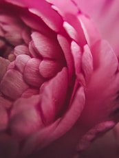 Flower petals representing weight management