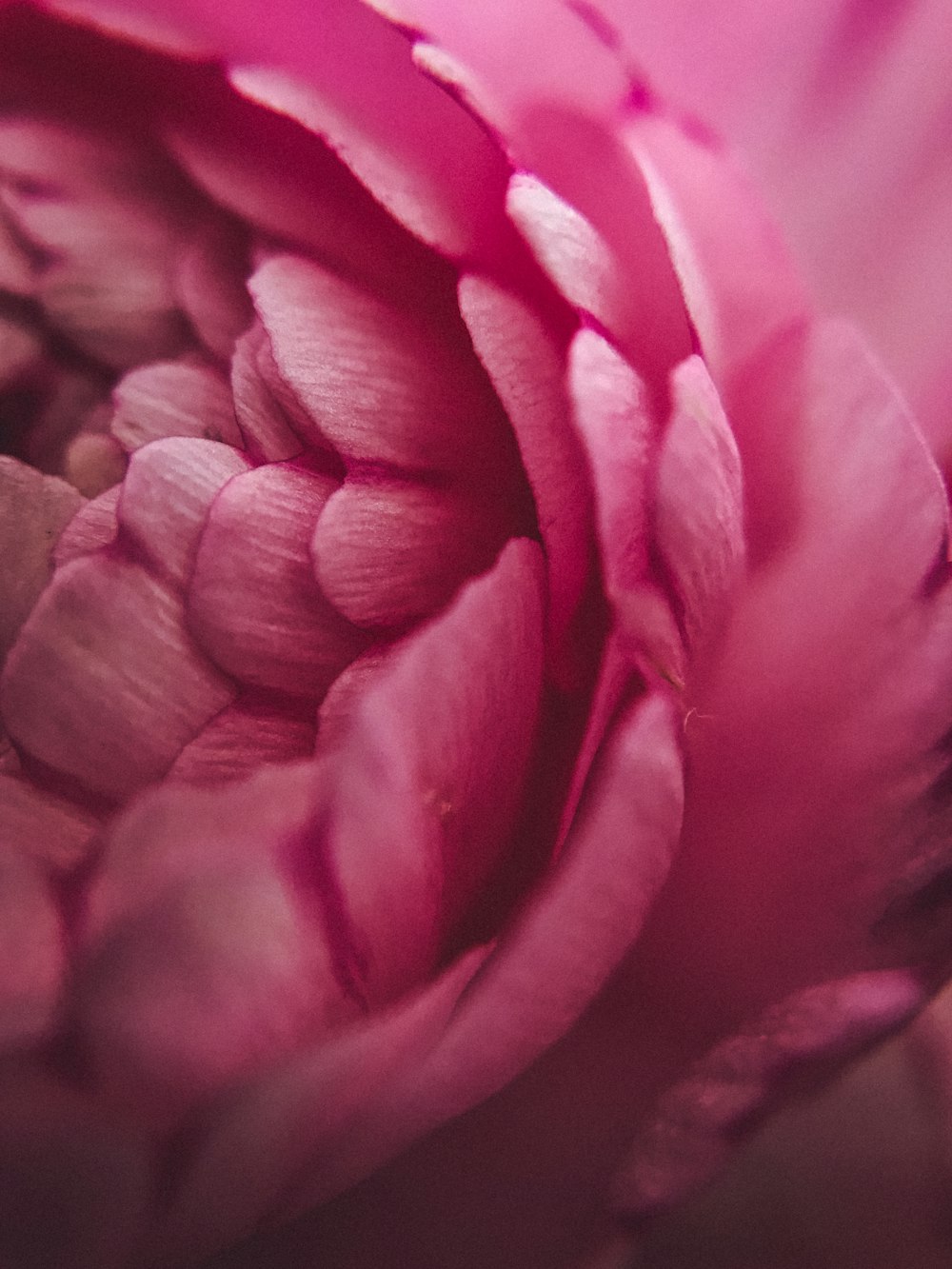 persona que muestra pétalos de flores púrpuras