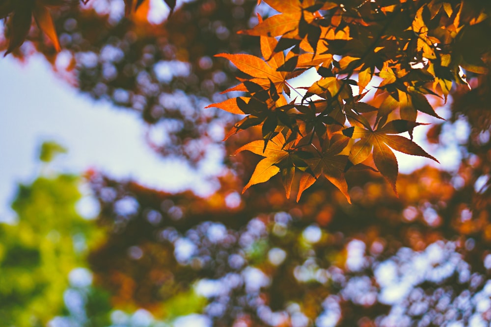 closeup photography of orange leafed tree