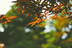 Autumn Glow Set