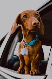 A brown dachshund with a blue collar leans out of a car window, gazing curiously into the distance. The dog's collar features a bone-shaped tag. The background shows parts of a car interior, creating a sense of travel or adventure.