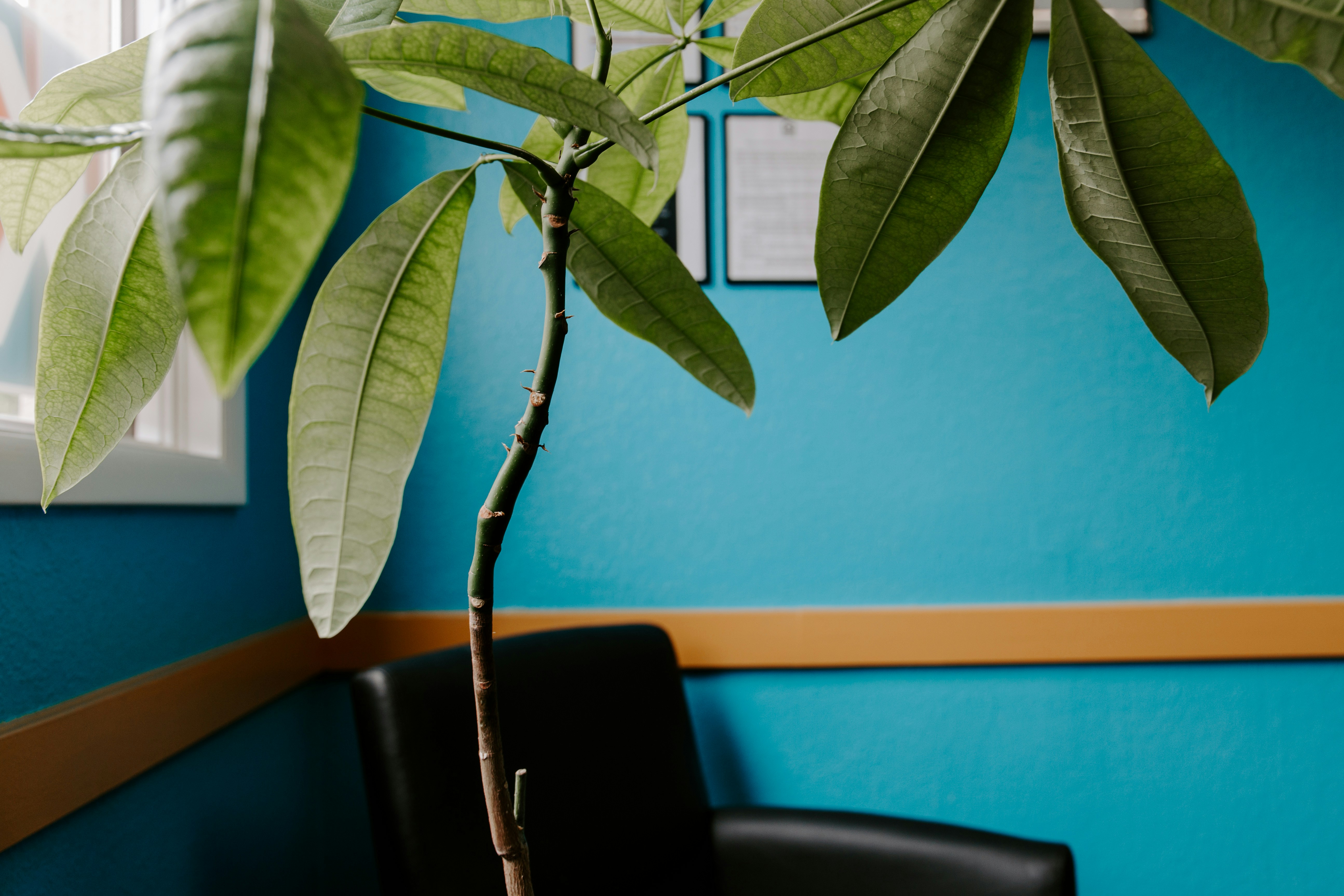 Green plant in office