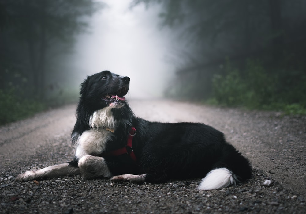 short-coated black and white dog laying on floor