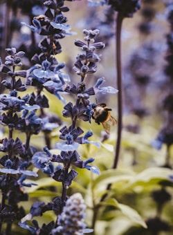 A bumblebee is hovering around a tall stalk of purple flowers, collecting nectar. The setting appears to be outdoors in a garden or field, with several plants arranged closely together. The flowers are elongated with delicate petals, and the leaves in the background are a vibrant green.
