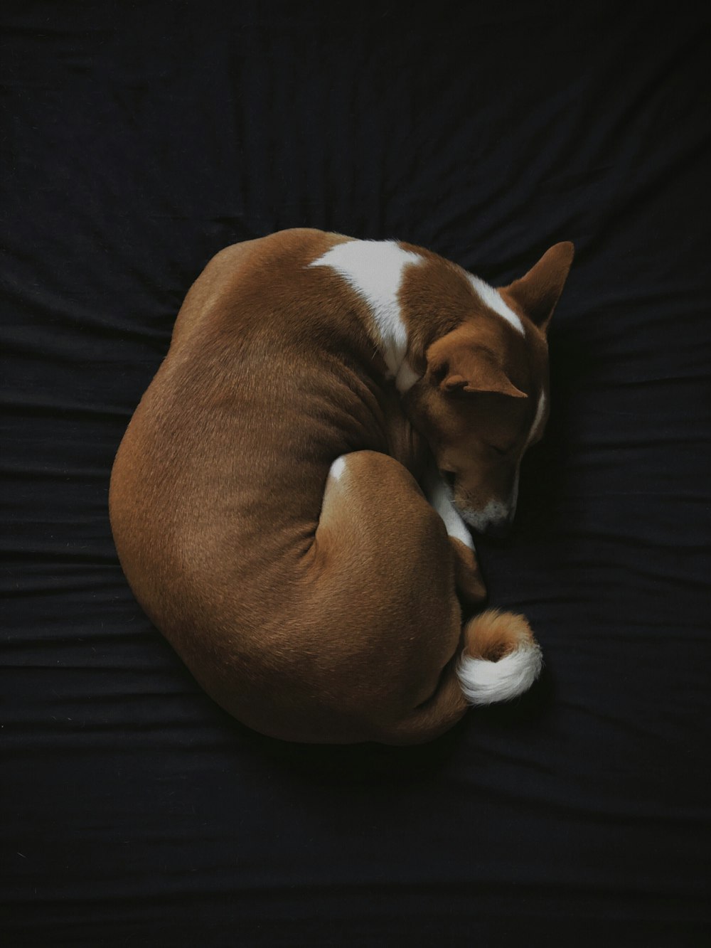 검은색 패브릭 시트에서 자고 있는 짧은 코팅된 흰색과 갈색 개