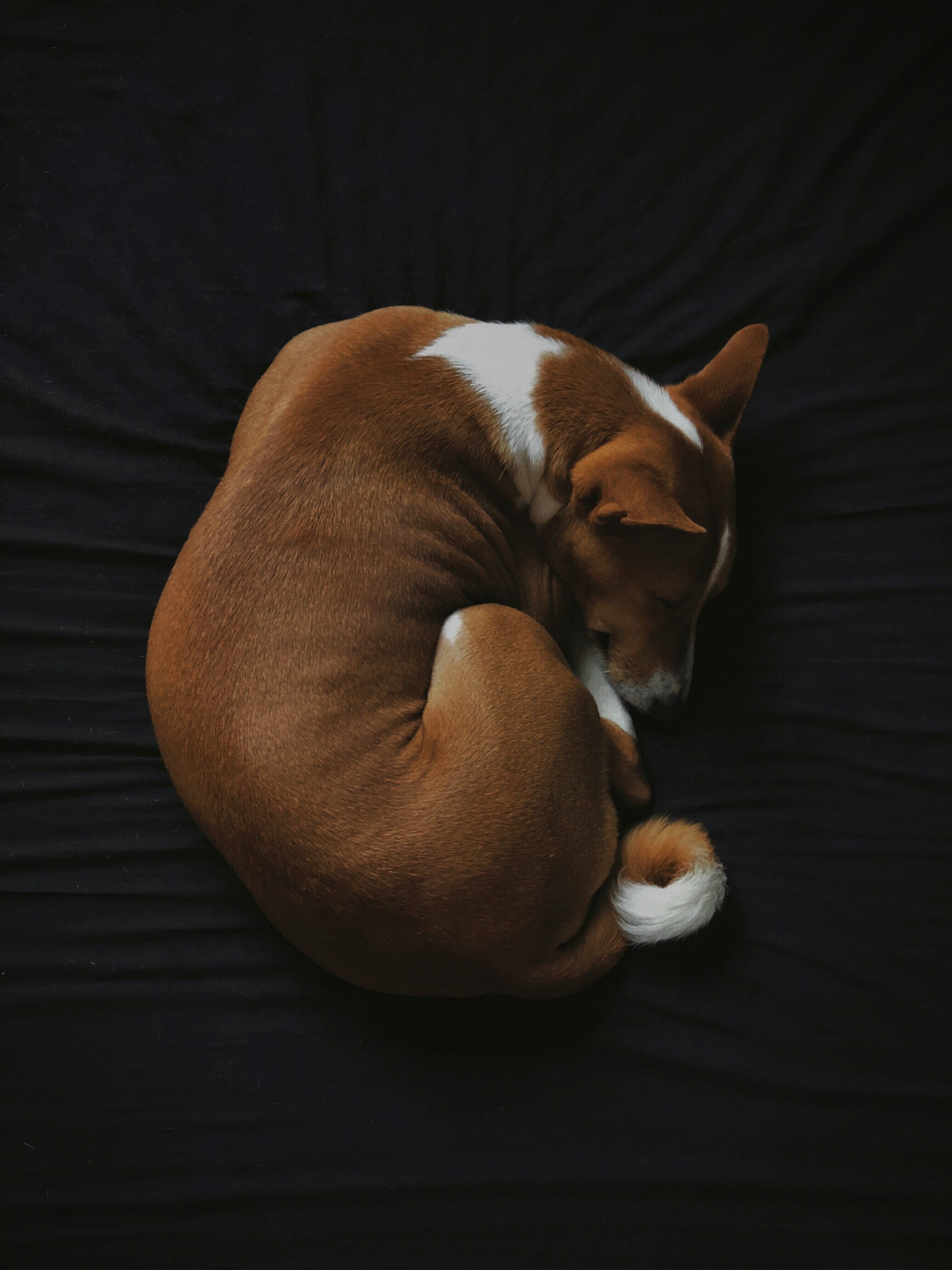 short-coated white and brown Basenji dog sleeping on black fabric seat