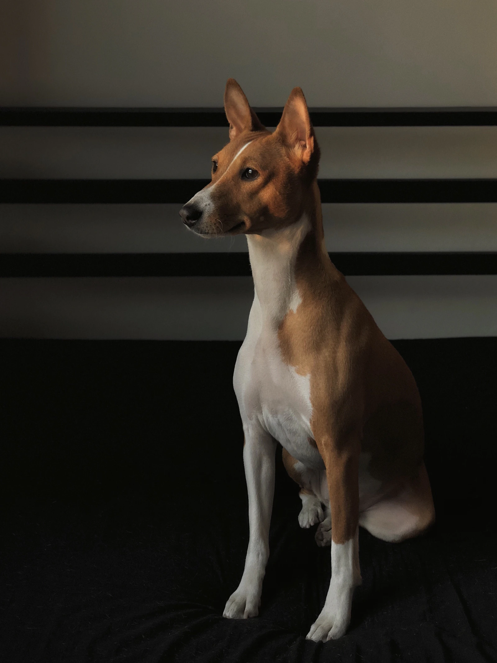 Adult tan and white Basenji dog portrait, photo by Edvinas Bruzas on Unsplash