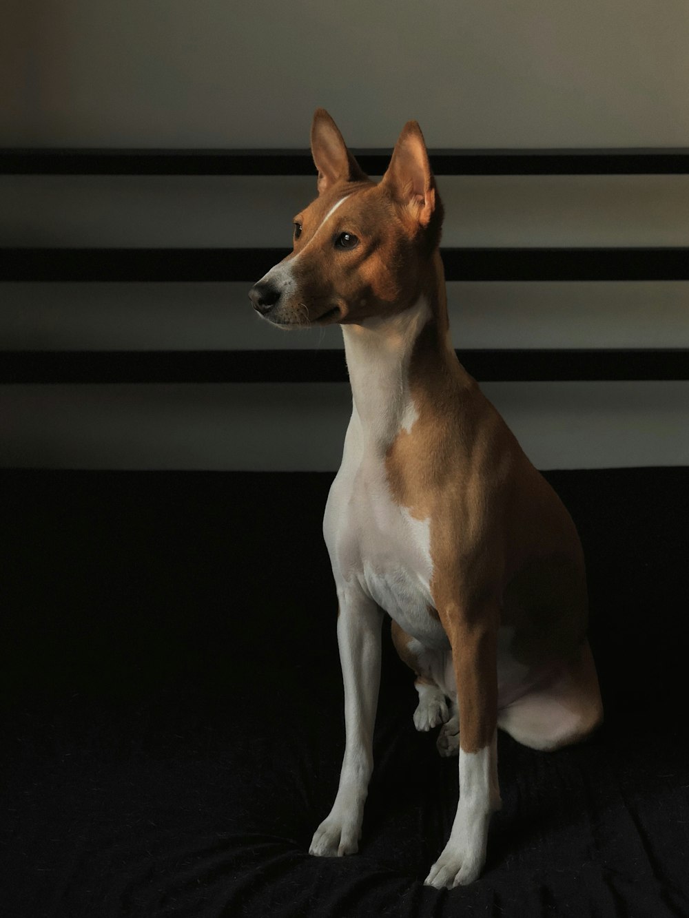 adult tan and white basenji sitting on black textile